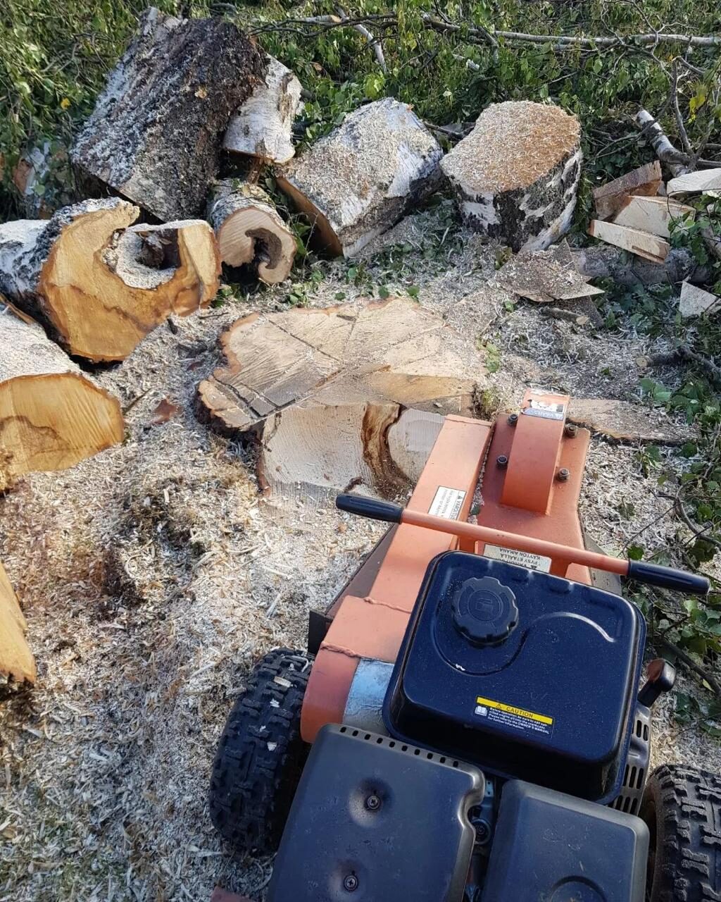 Sektionsfällning av stort träd i Sundsvall