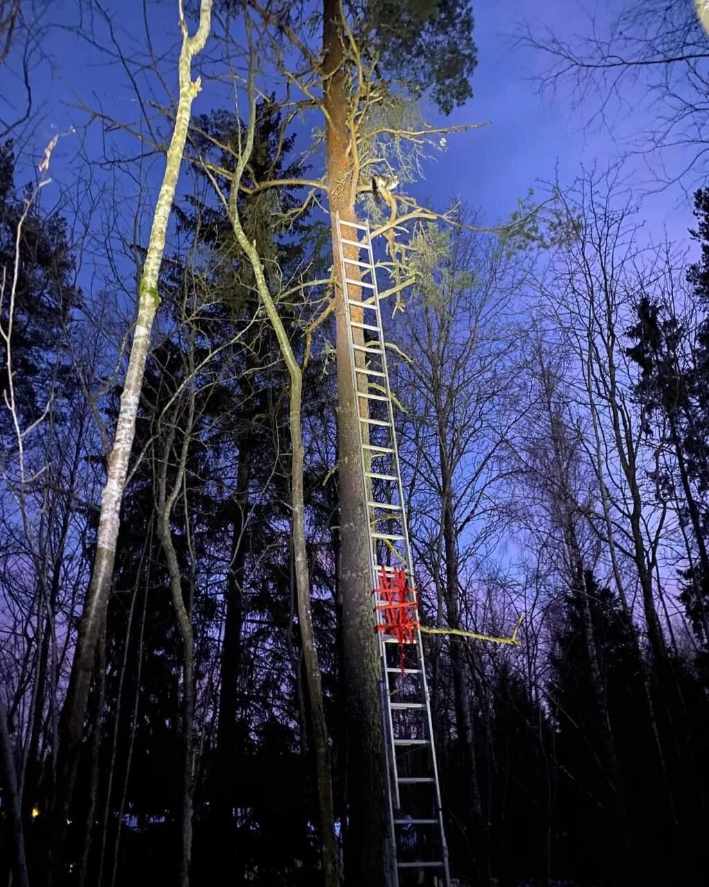 Professionell trädfällning nattetid i Sundsvall