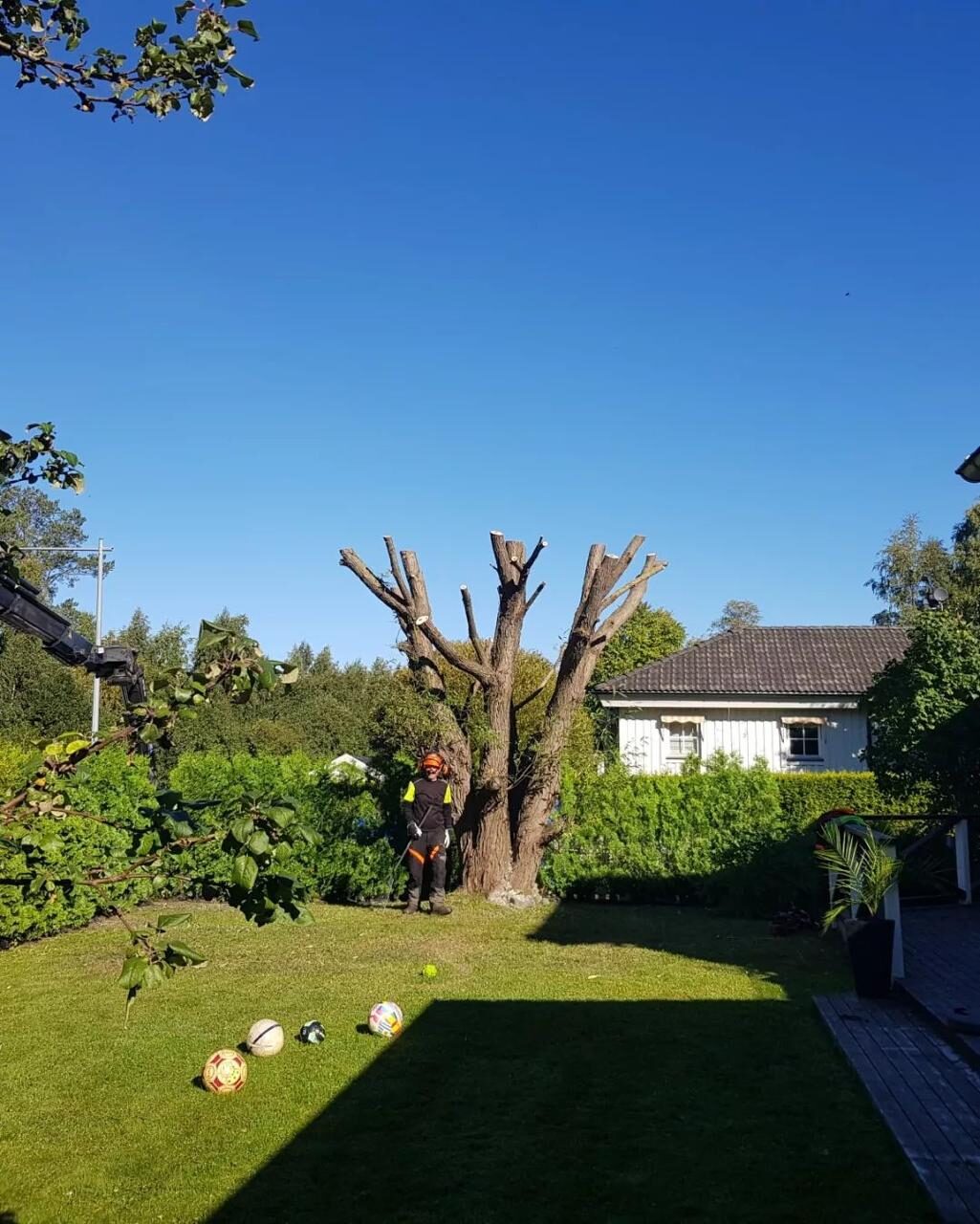 Professionell trädvård med klätterutrustning