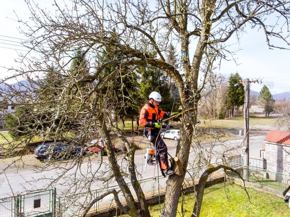 Arborist arbetar i ett träd intill en villagata